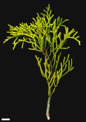 Veronica propinqua. Sprig. Scale = 10 mm.
 Image: W.M. Malcolm © Te Papa CC-BY-NC 3.0 NZ